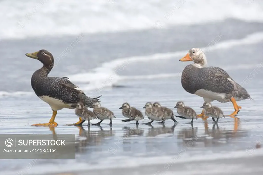 flightless steamer ducks (tachyeres pteneres) with ducklings, falklands