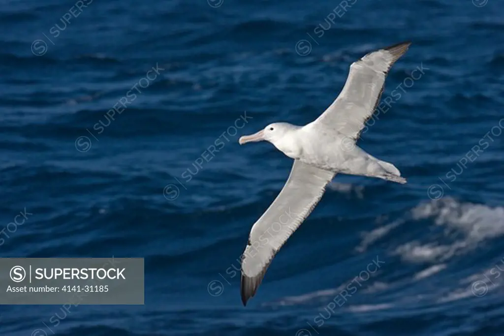 southern royal albatross (diomedea epomophora) in flight; south atlantic ocean; antarctica