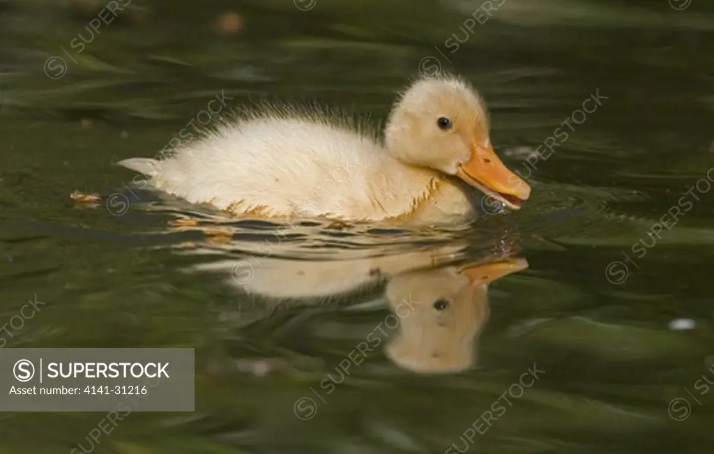 duckling domesticated hybrid swimming and quacking; norfolk uk