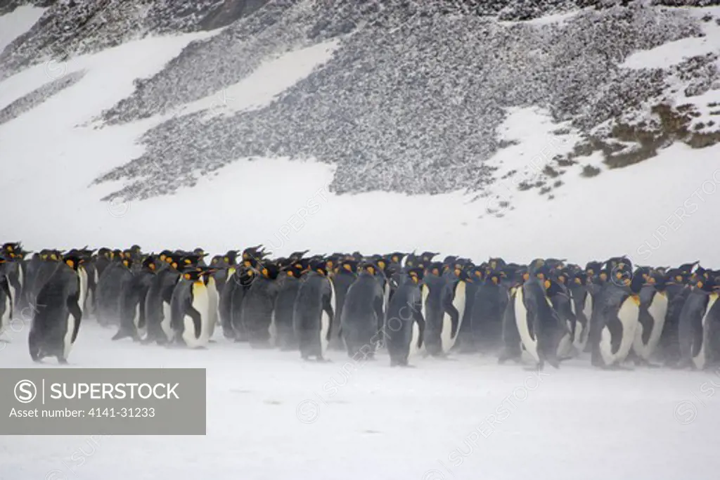 king penguin (aptenodytes patagonicus) adults sheltering from wind blown snow south georgia
