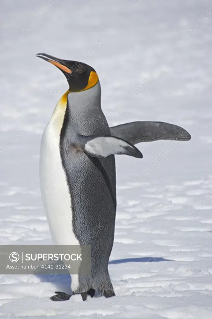 king penguin (aptenodytes patagonicus) flapping wings south georgia