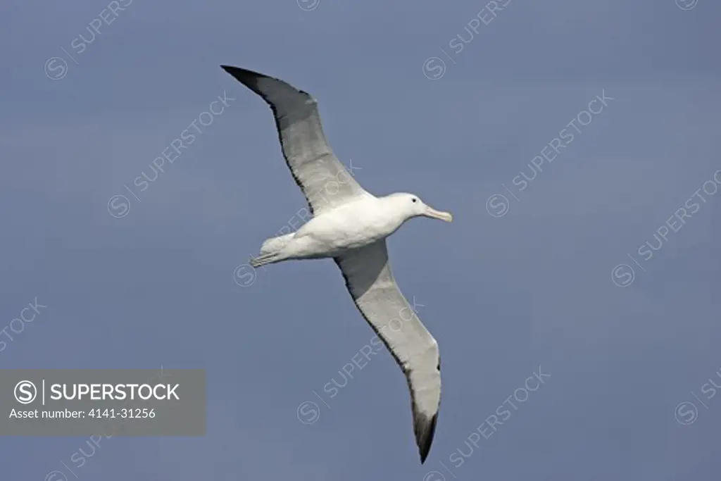 southern royal albatross (diomedea epomophora) in flight against sky; underside view south georgia
