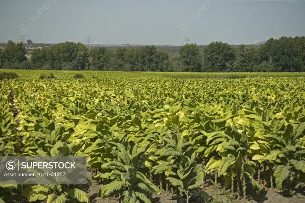 tobacco crop spain