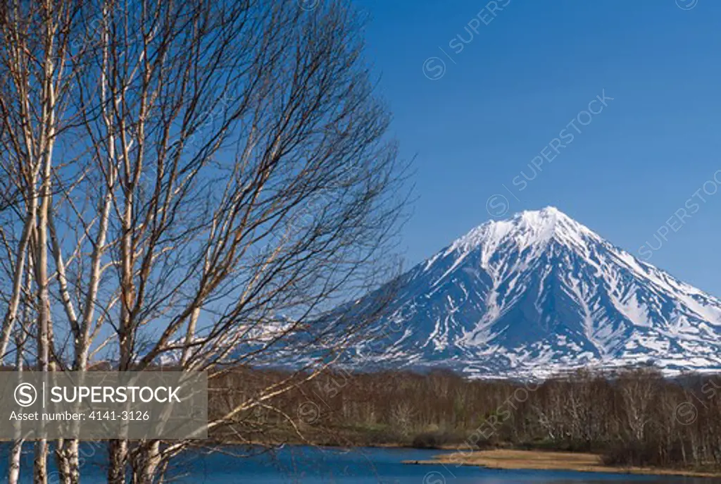 kamchatka peninsula koryaksky volcano, 3456m, & stone birch, betula ermani siberia, russia june