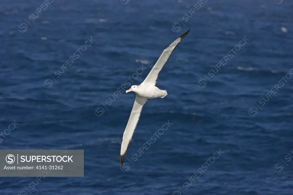wandering albatross (diomedea exulans) in flight against sea south georgia