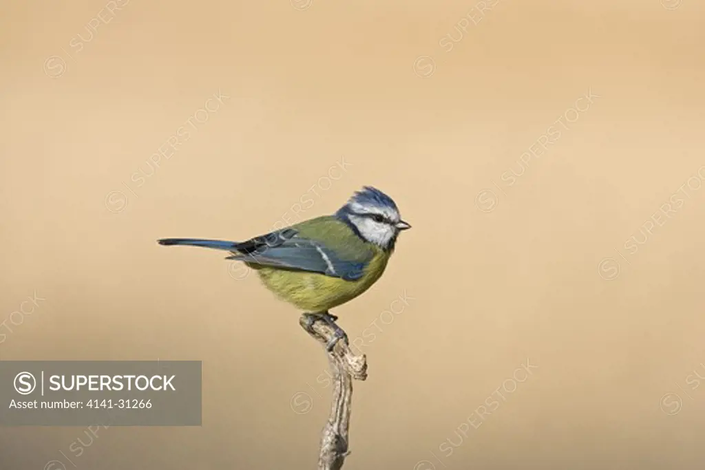 blue tit (parus caeruleus) on perch spain