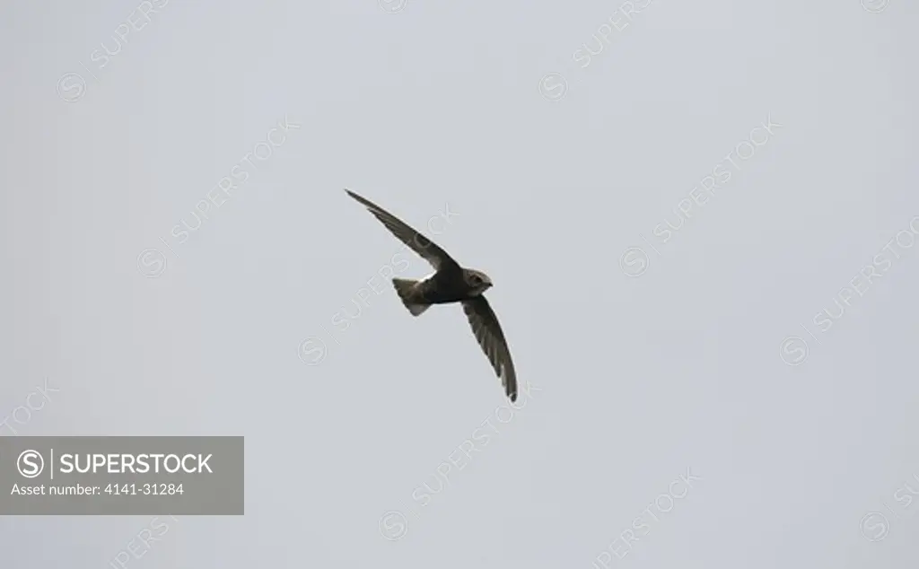 little swift (apus affinis) in flight senegal