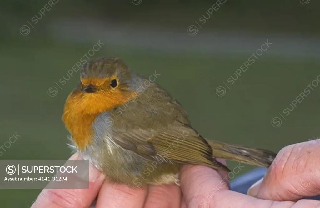 robin (erithacus rubecula) in hand after ringing uk