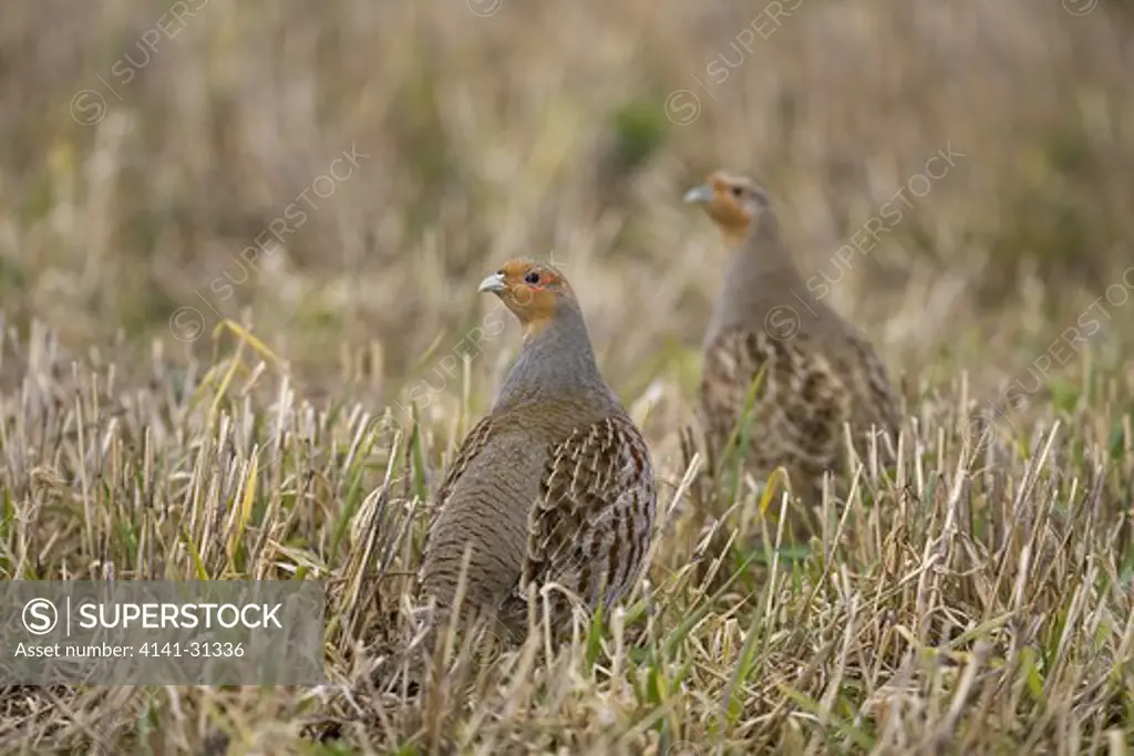 grey partridge (perdix perdix) in stubble field norfolk.