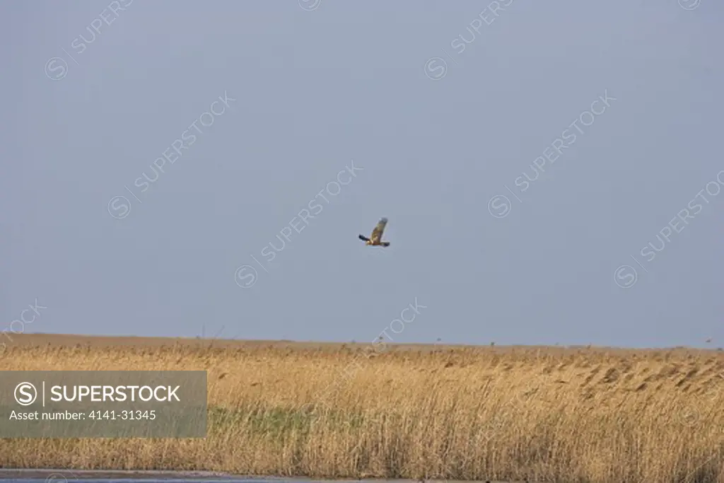 marsh harrier (circus aeruginosus) female in flight over reed beds. norfolk