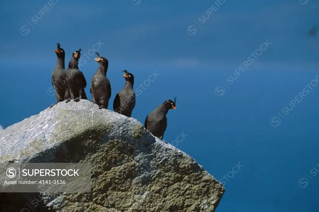 crested auklet group on rock aethia cristatella talan island, sea of okhotsk, siberia, russia