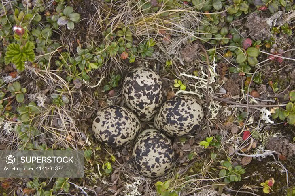 golden plover (pluvialis apricaria) eggs varanger fiord norway