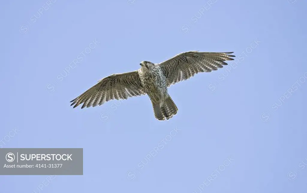 gyr falcon (falco rusticolus) varanger fiord; norway