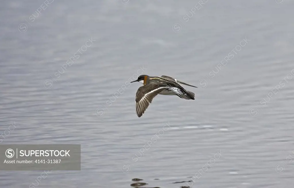 red-necked phalarope (phalaropus lobatus) in flight varanger fiord norway.