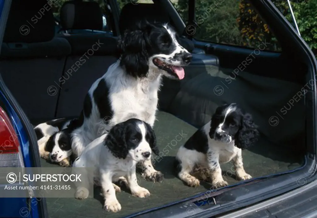 english springer spaniel with two puppies, sitting in open boot of car 