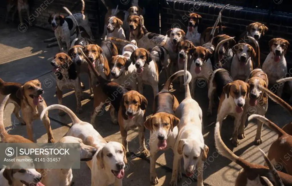 foxhounds in kennel 