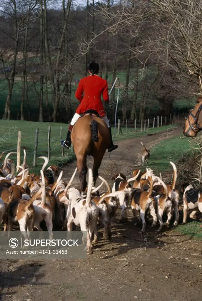 foxhounds setting off. old surrey burstow and west kent hunt, england. february 2000. 