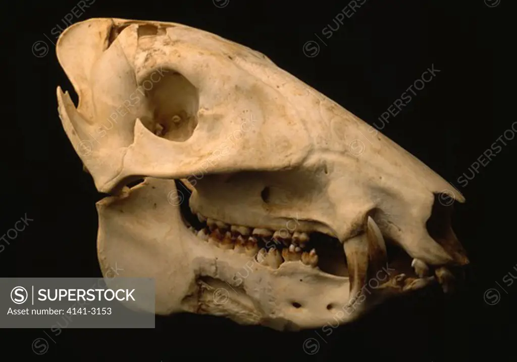 collared peccary skull tayassu tajacu belize adult animal
