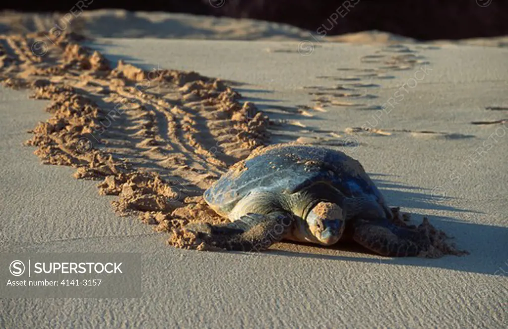 green turtle nesting female chelonia mydas returning to the sea long beach, ascension island, atlantic ocean