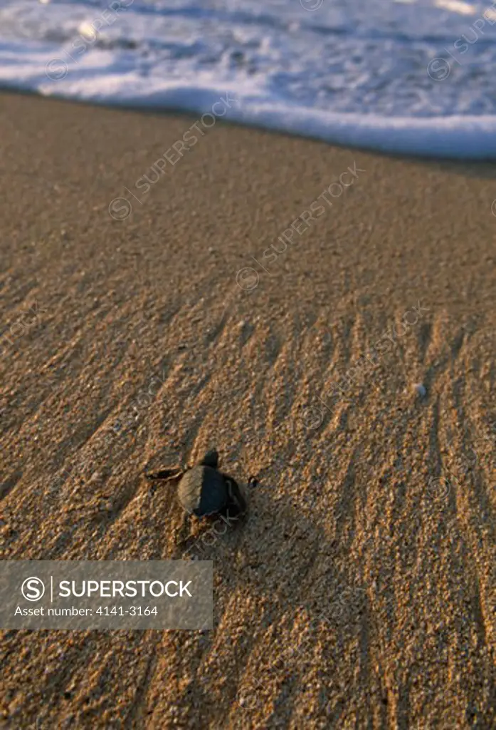 green turtle chelonia mydas hatchling dashing for the sea ascension island, atlantic ocean
