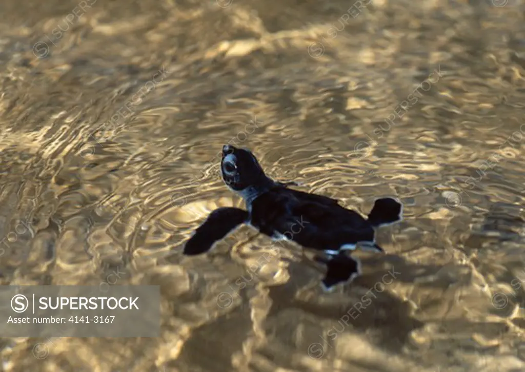 green turtle chelonia mydas hatchling swimming out to sea ascension island, atlantic ocean