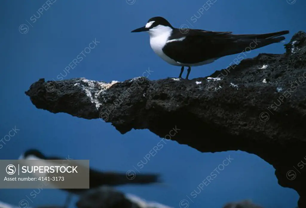 sooty tern on volcanic rock sterna fuscata ascension island, atlantic ocean