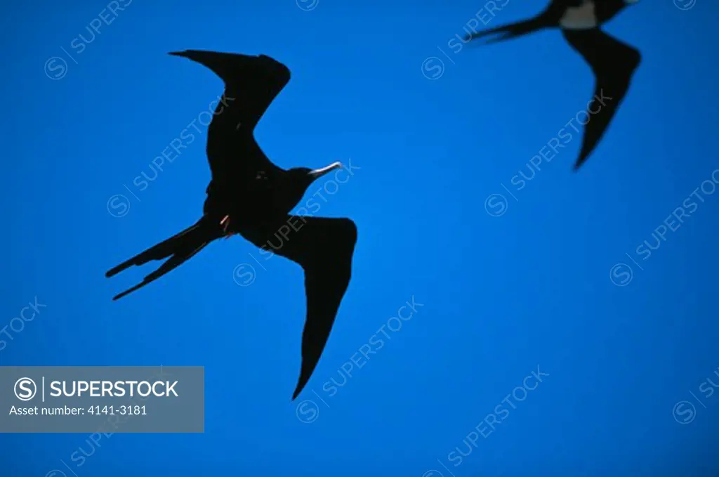 ascension frigatebird fregata aquila male in flight ascension island, atlantic ocean endemic