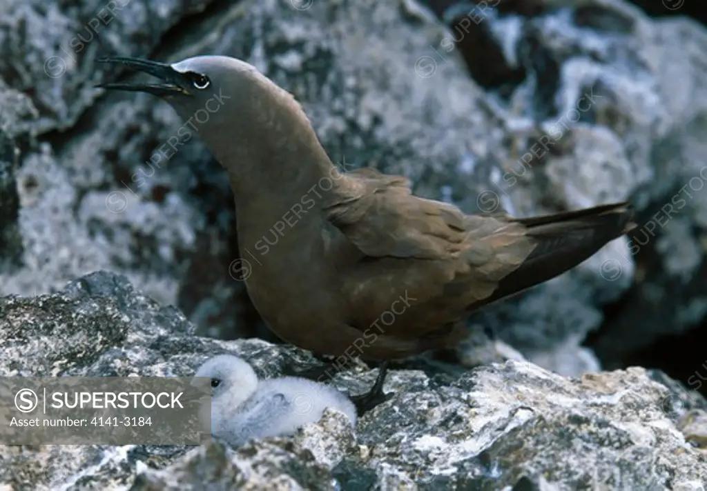 brown noddy adult and chick anous stolidus one of the first nests on the island since cat eradication ascension island