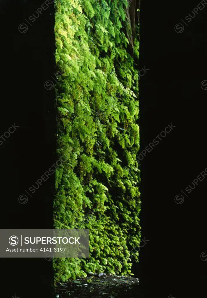 maidenhair fern coating walls adiantum capillus-veneris of man-made cleft (1840) elliots path, green mountian, ascension island