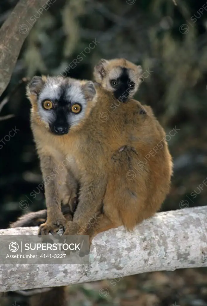 red-fronted brown lemur female and young eulemur fulvus rufus berenty reserve, madagascar