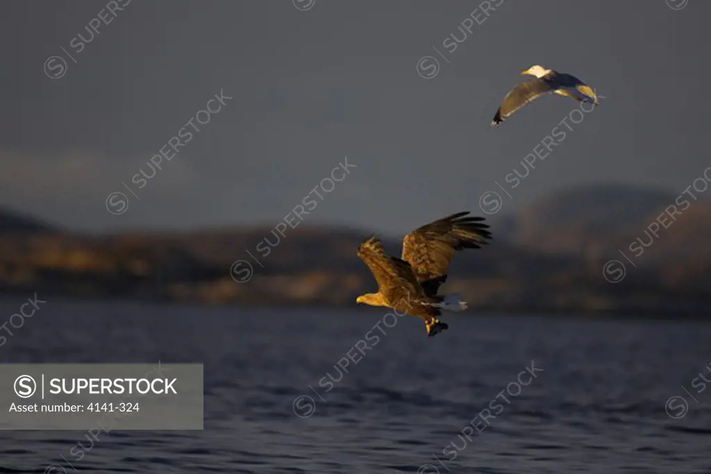 white-tailed sea eagle haliaeetus albicilla being mobbed by gull after catching fish norway