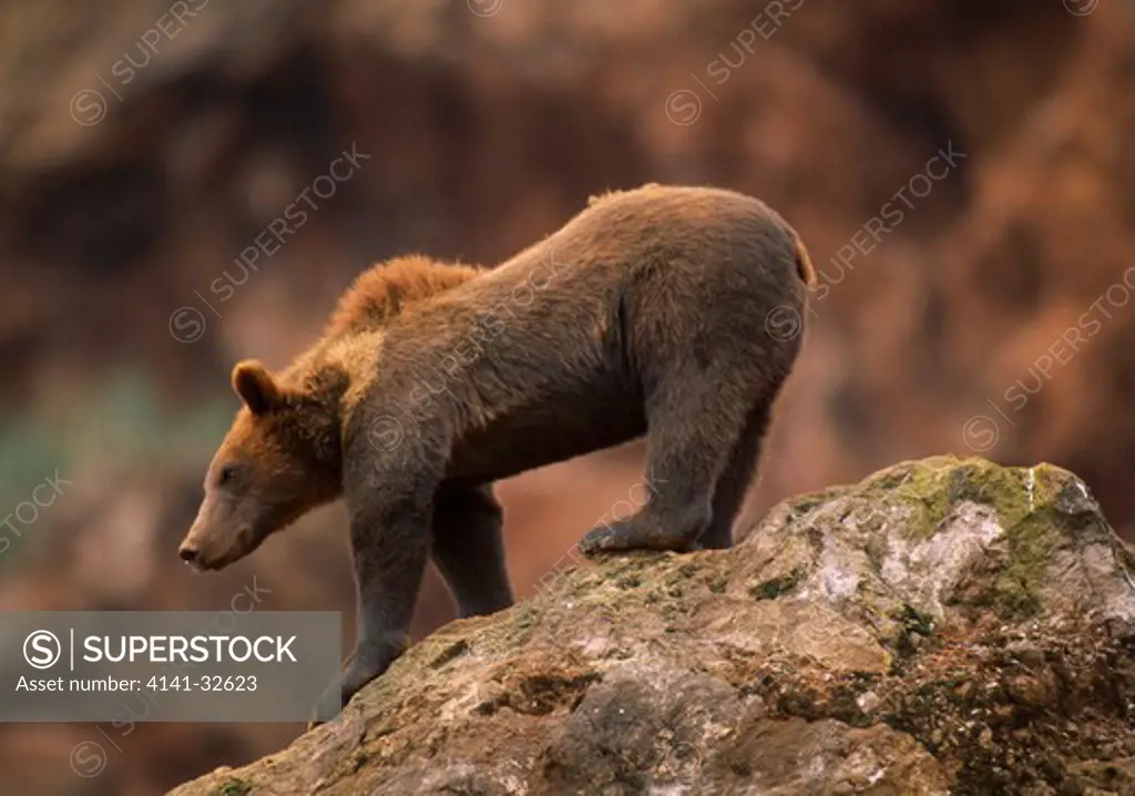 eurasian brown bear young ursus arctos arctos on cliff. cantabrian mountains, northern spain.