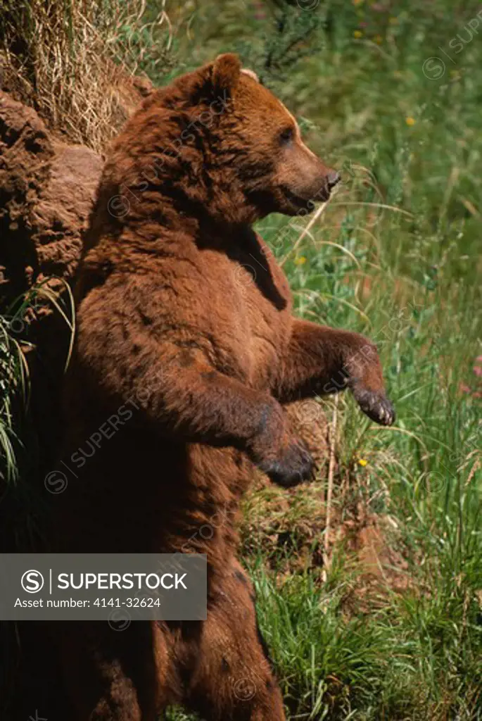 eurasian brown bear ursus arctos arctos scent-marking rocks cantabrian mountains, northern spain