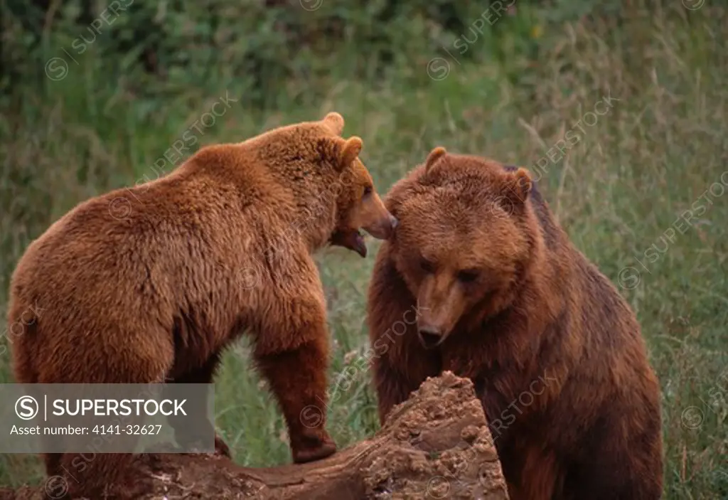 eurasian brown bears courting ursus arctos arctos cantabrian mountains, northern spain