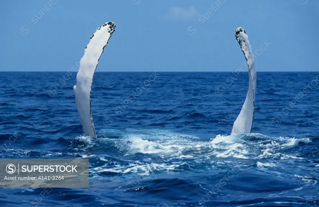 humpback whale flapping pectoral fins megaptera novaeangliae silver bank, dominican republic, caribbean sea 