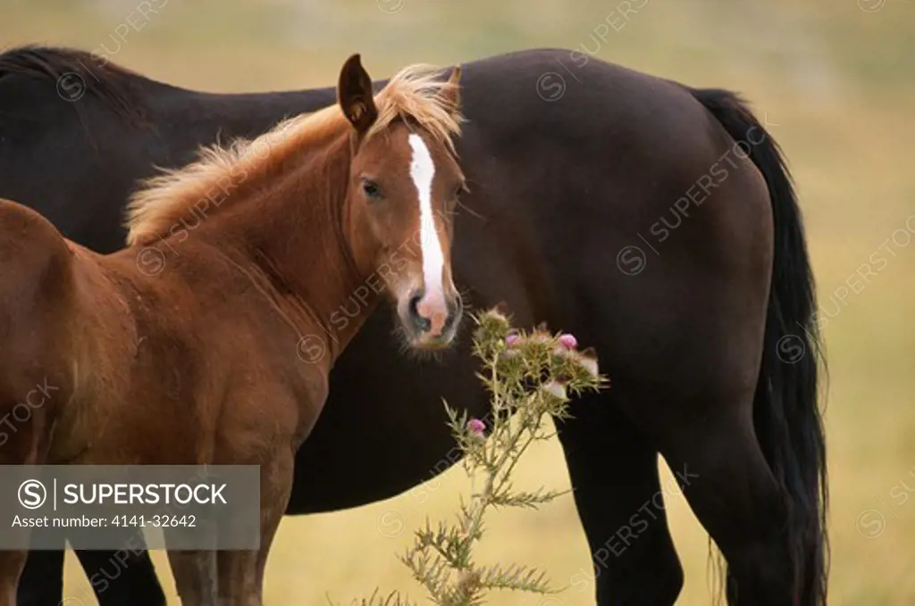 feral horse & foal campo felice uplands, abruzzo, central italy