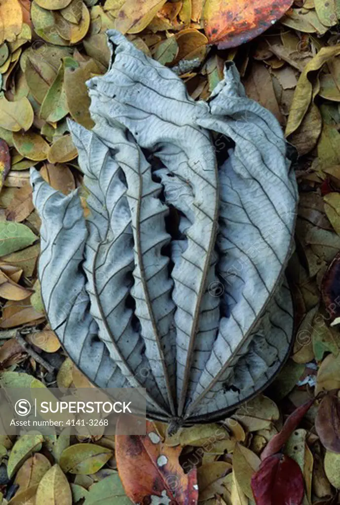 fallen leaf on forest floor santa rosa national park, costa rica