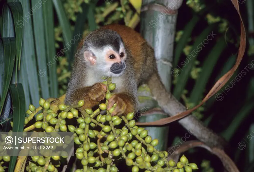 central american squirrel monkey feeding saimiri oerstedii citrinellus manuel antonio national park, costa rica. also known as the red backed monkey. 