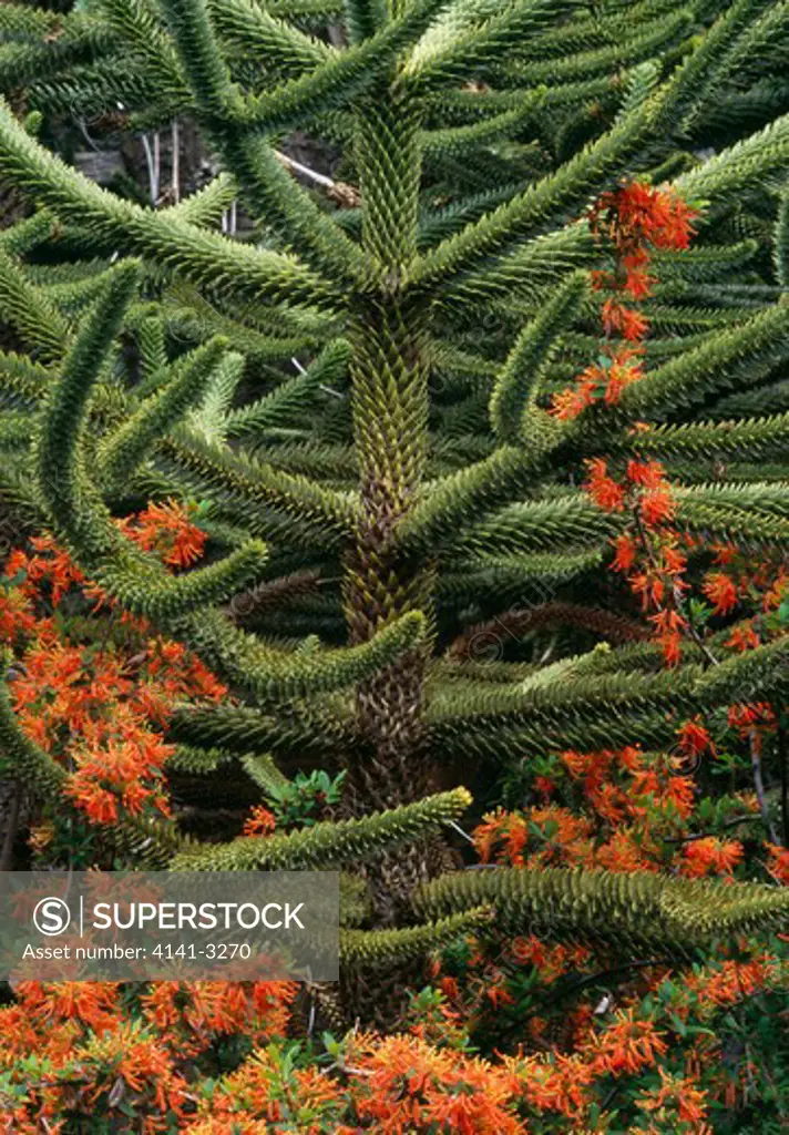 monkey puzzle tree araucaria araucana and red notros flowers. lanin national park, argentina.