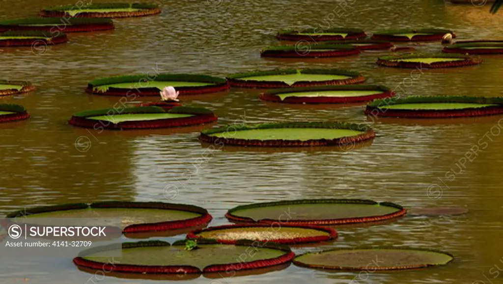 giant amazon water lily victoria amazonica bolivian pantanal, santa cruz dpt., bolivia.