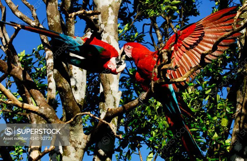red and green macaws ara chloropthera feeding courtship bolivian pantanal, santa cruz dpt., bolivia. 