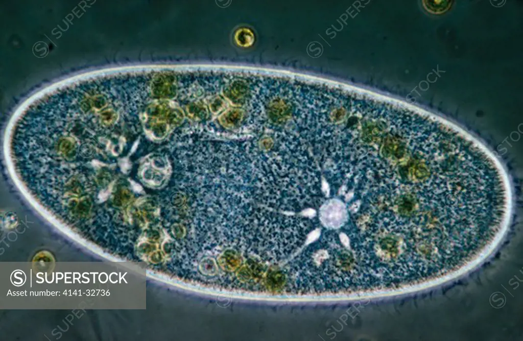 slipper animalcule compressed paramecium aurelia magnification x125 