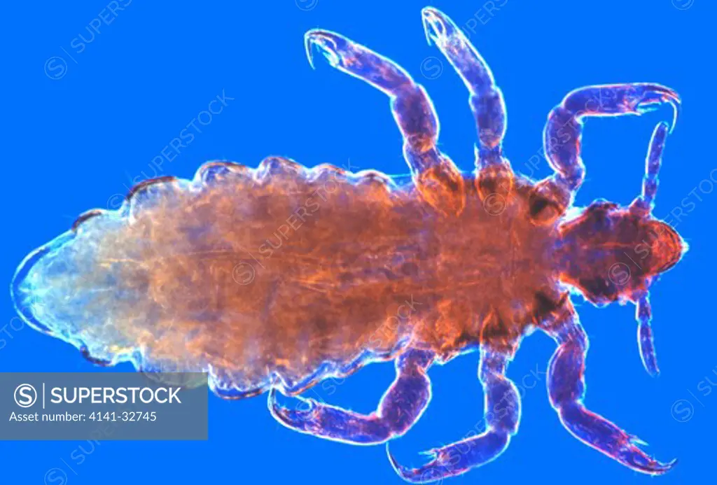 human body louse (mag. x9) pediculus humanus corporis stained, under rheinberg illumination 