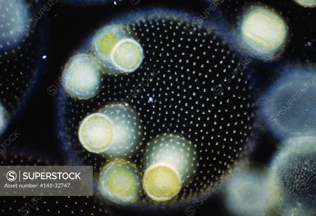 volvox colony containing daughter volvox aurelia colonies. colonial alga which produces daughter colonies asexually 