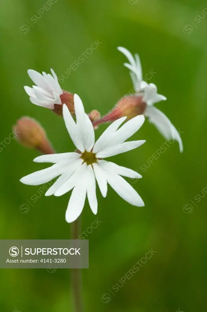 prairie-star small-flowered lithophragma parviflora table mountain, kittitas county, eastern washington, june