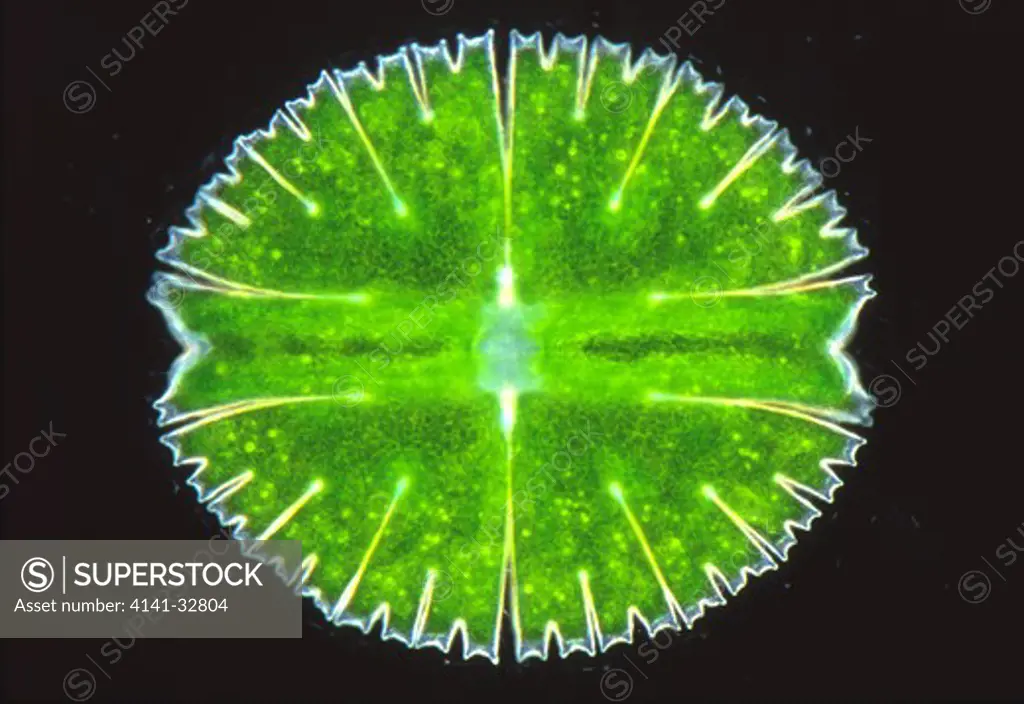 desmid micrasterias rotata a conjugating freshwater green algae