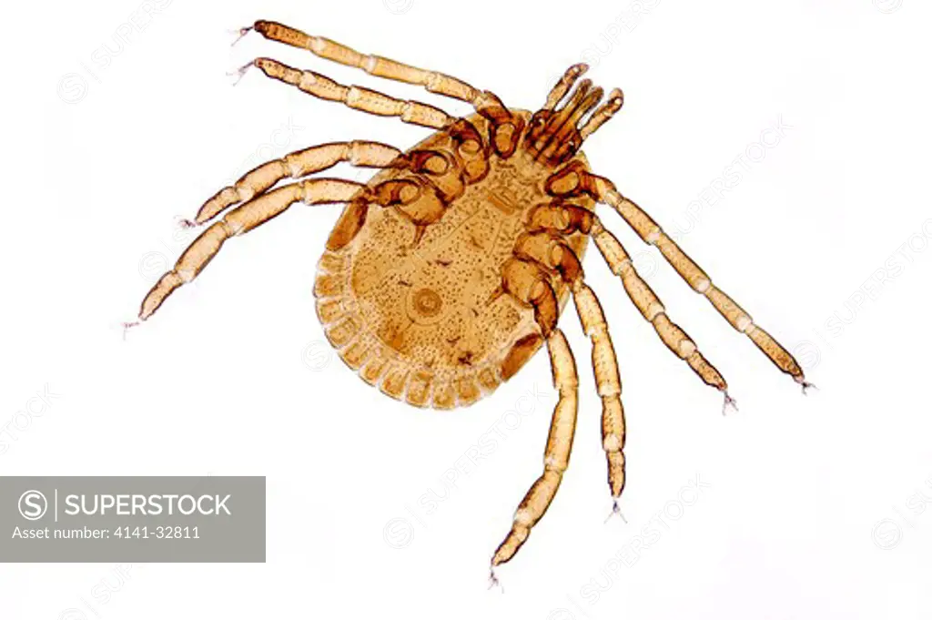lone star tick amblyomma americanum restricted to the southern part of the united states. it can serve as the vector for rocky mountain spotted fever and tularemia. 