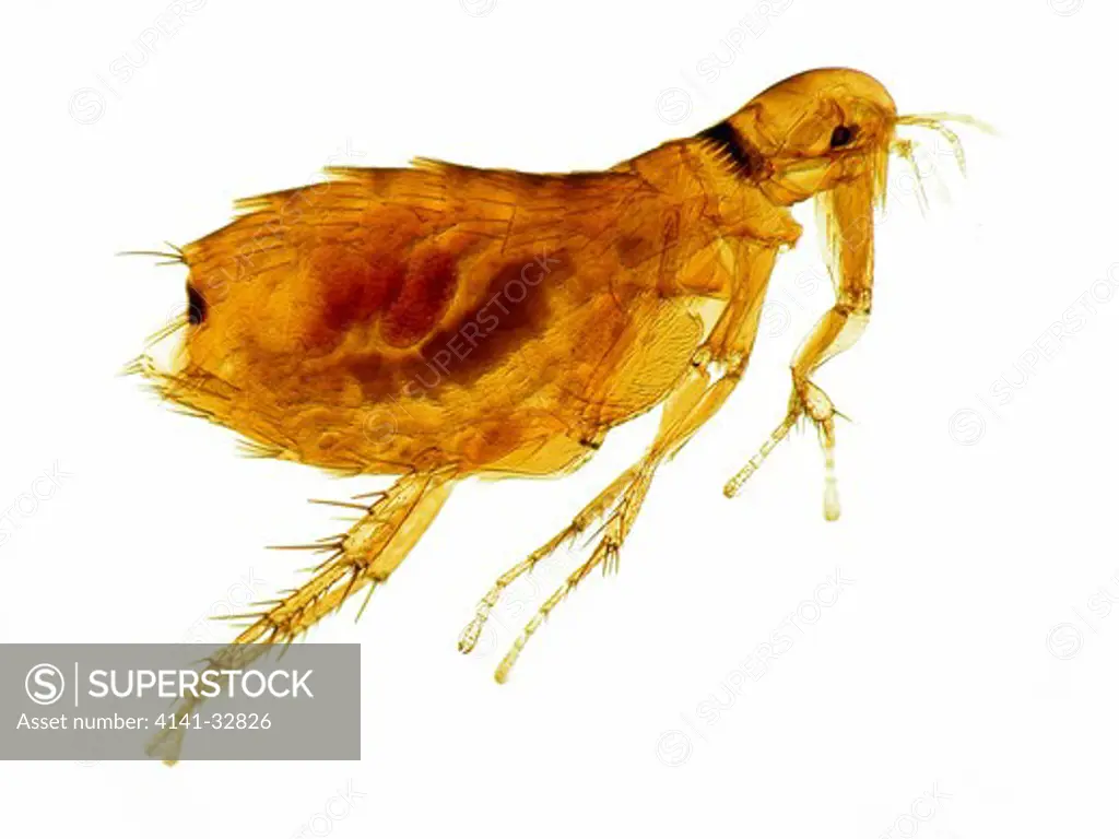 bird flea female with eggs ceratophyllus penicilliger 