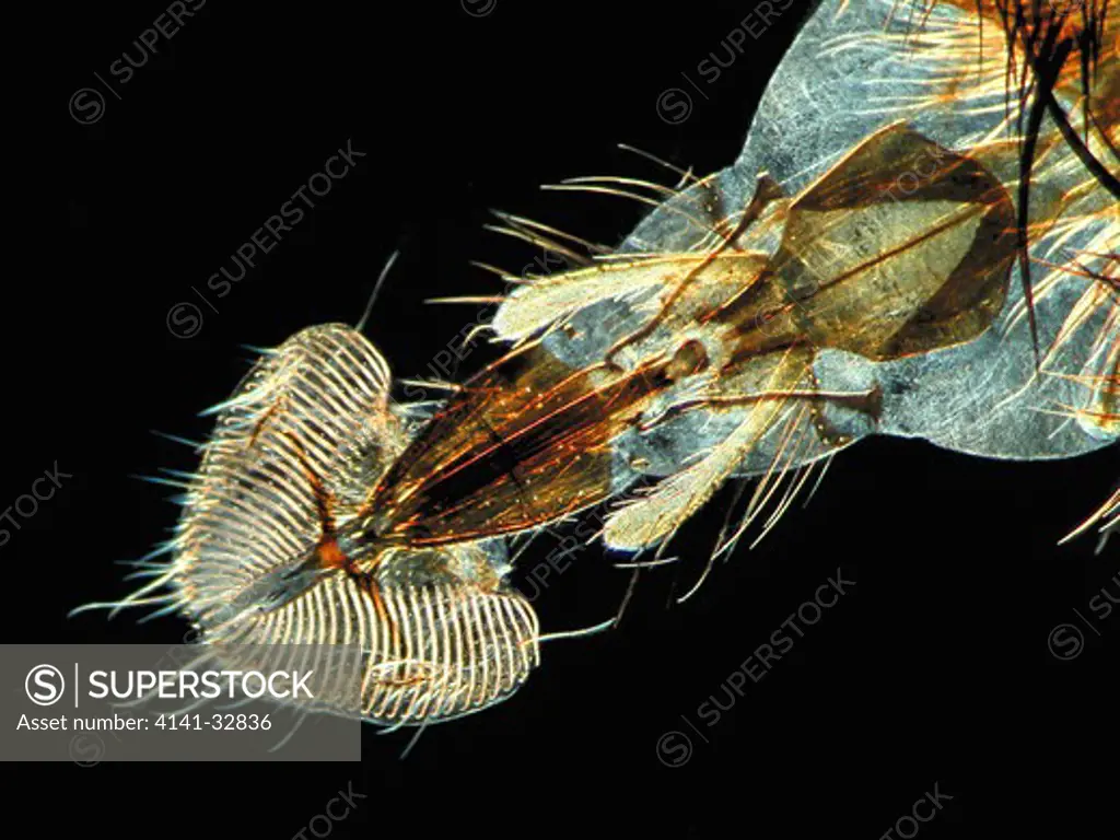 blowfly proboscis