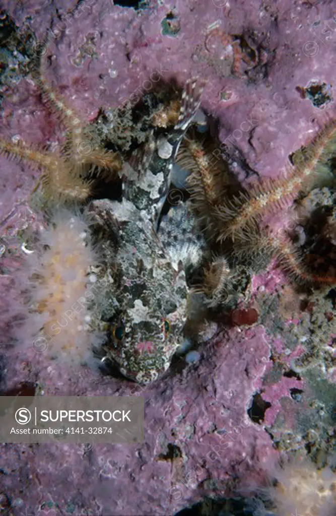 long-spined sea scorpion taurulus bubalis